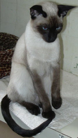 Solomon