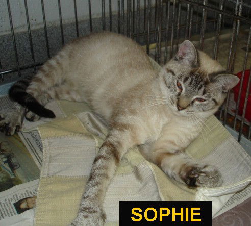 Sophie