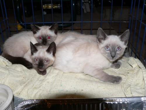 Stray Kittens