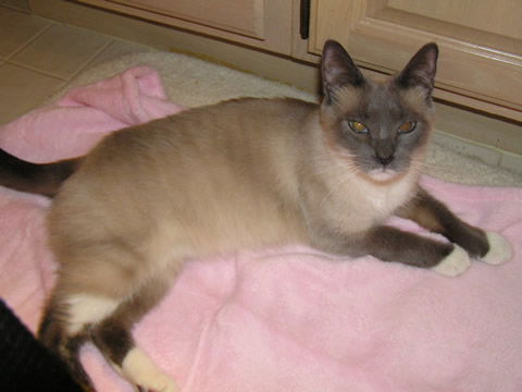 Suki