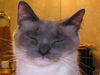 Suki