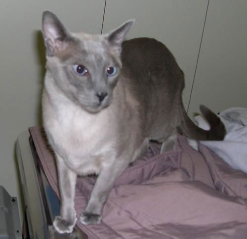 Suki II