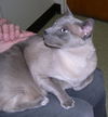Suki II
