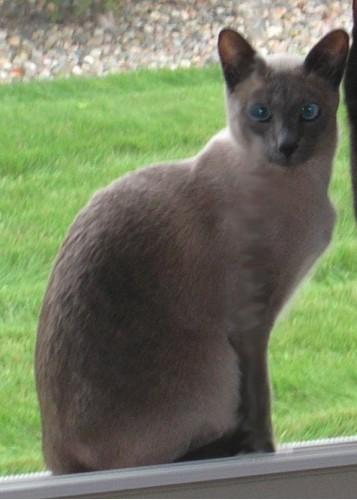 Sulu