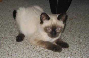 Pico