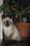 Pico
