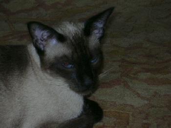 Solomon