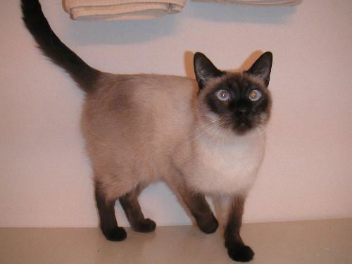 Prince William