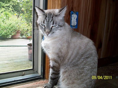 Simon