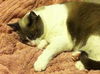 Simon