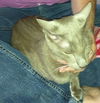 Moshi