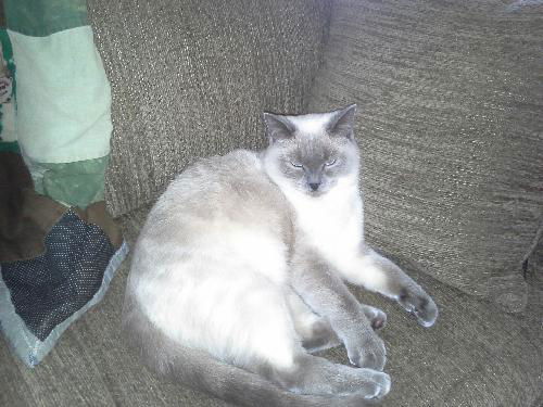 Mr. Miggles