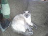 Mr. Miggles
