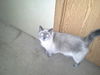 Mr. Miggles