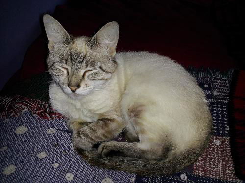 Simon