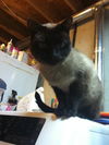 Missy