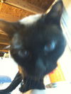 Missy