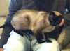 Missy
