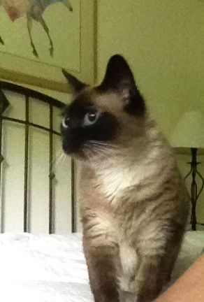 Siam