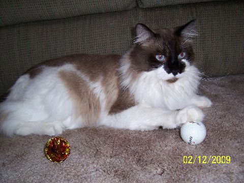 Simon