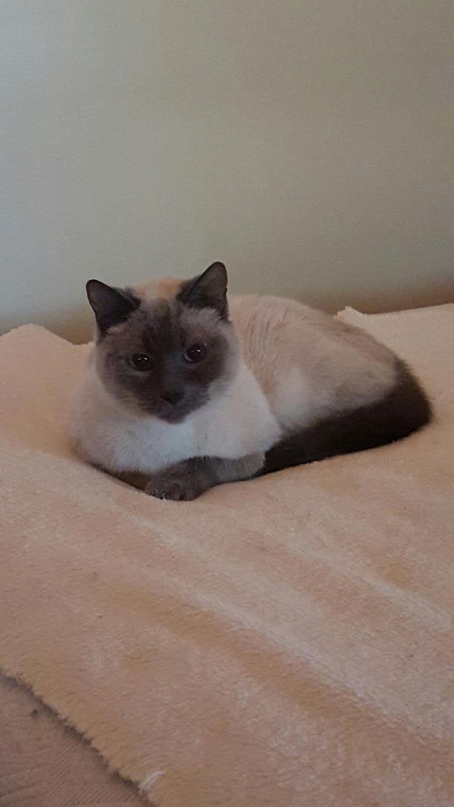 Simon