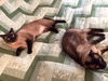 Simon & Zoe