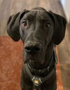 adoptable Dog in  named Bubas