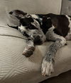 adoptable Dog in  named Kevin