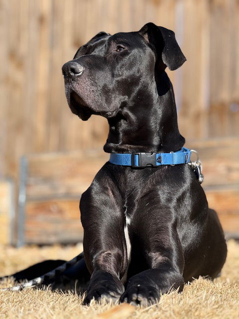 adoptable Dog in Denver, CO named Sven