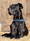 adoptable Dog in  named Sven
