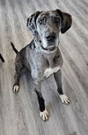 adoptable Dog in  named Chevy
