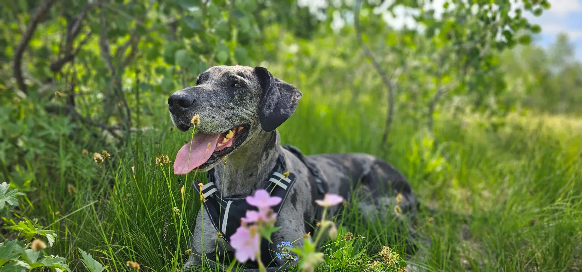 Chevy - Great Dane