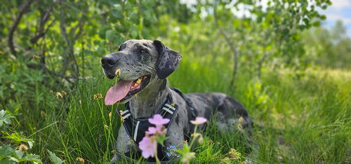 CHEVY - Great Dane available for adoption