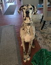 adoptable Dog in  named Merle