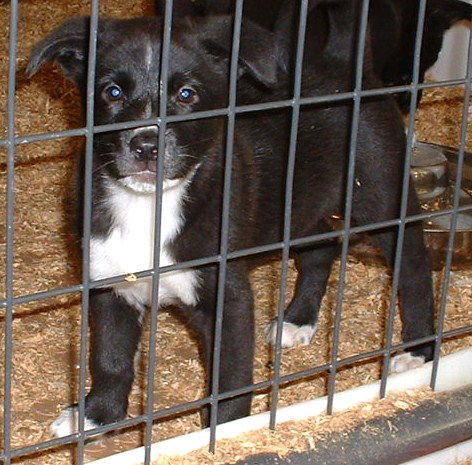 Black and White Lab Mix Puppies