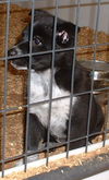 Black and White Lab Mix Puppies