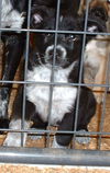 Black and White Lab Mix Puppies