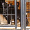 Black and White Lab Mix Puppies