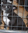 Black and White Lab mix Puppies