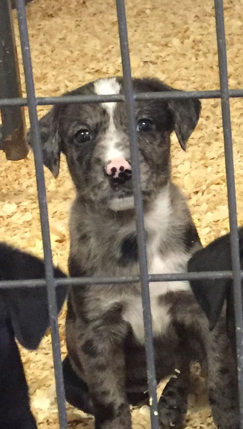 Milo