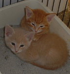 2 Male Kittens