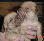 Chi puppy males