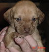 Chi pups female