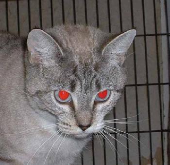 Lynx point siamese