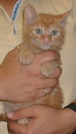 Male Orange Tabby