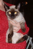 Sealpoint Siamese