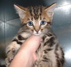 Shiloh