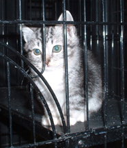 Silver Tabby Baby