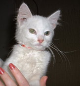 Snowball