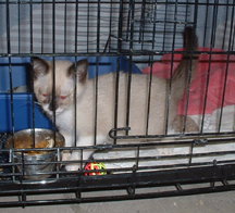 Snowshoe